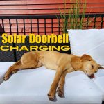 Dog Doorbell.jpg